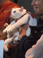 『猫侍 南の島へ行く』完成披露イベントに出席したあなご