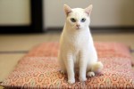 【写真】猫が可愛すぎて悶絶必至『猫侍』玉之丞の秘蔵萌え写真公開 