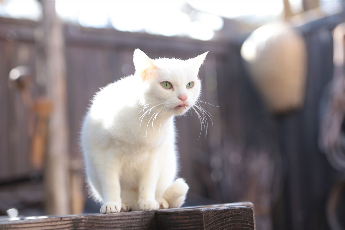 『猫侍』SPドラマにココリコ田中、山口紗弥加が出演！玉之丞の激萌え写真も一挙公開