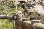 『グーグーだって猫である2 ‐good good the fortune cat‐』グーグーのオフショット