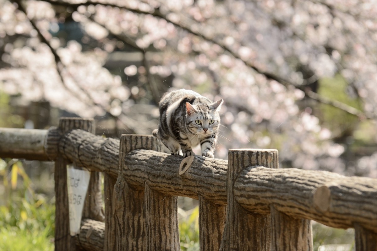 グーグー＆子猫たちにキュン！『グーグーだって猫である』激カワオフショット解禁