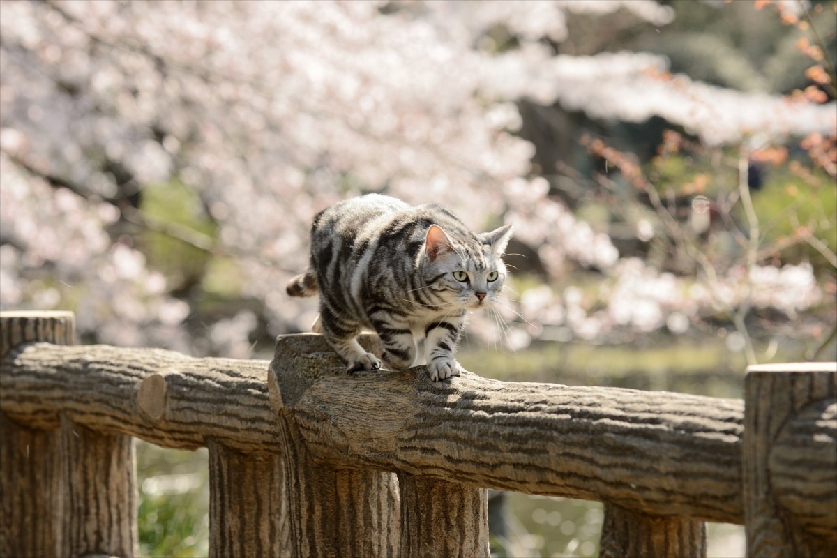 グーグー＆子猫たちにキュン！『グーグーだって猫である』激カワオフショット解禁