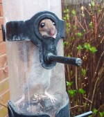 どうしてそうなった!? 食いしん坊のネズミ、鳥の餌やり機にハマり身動きとれず