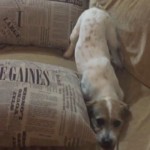 犬だってホラー映画が怖い！恐怖シーンに怯えすぎなワンちゃん＜動画＞