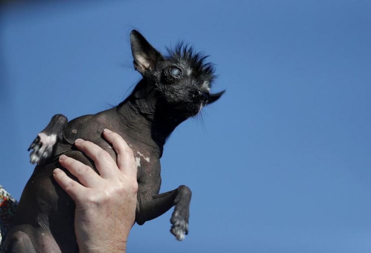 世界一醜い犬コンテスト開催　優勝ワンコが衝撃的ビジュアル！