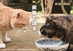 映画『ねこあつめの家』場面写真も猫“あるある”満載！