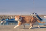 映画『ねことじいちゃん』場面写真