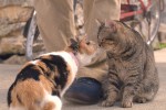 映画『ねことじいちゃん』場面写真