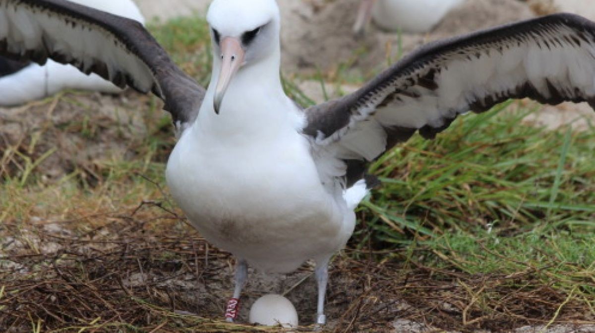 世界最高齢の鳥、68歳のアホウドリが産卵