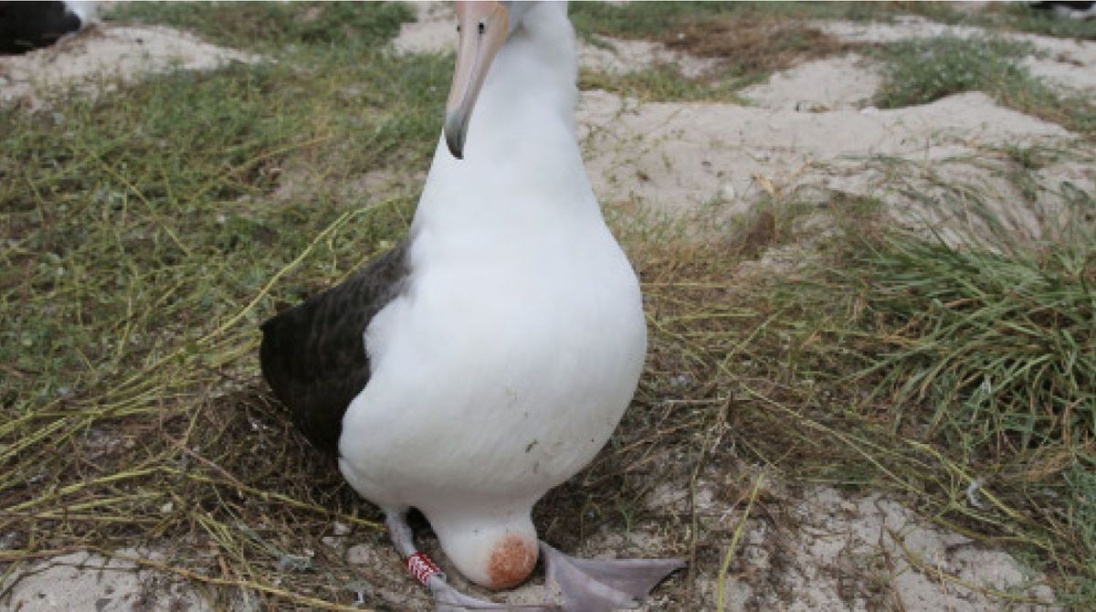 世界最高齢の鳥、68歳のアホウドリが産卵