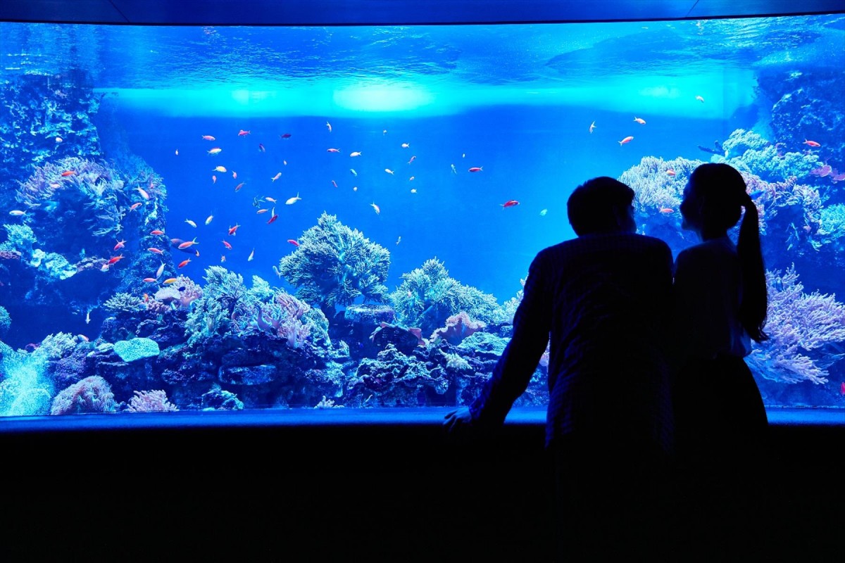 サンシャイン水族館 夏フェス2019