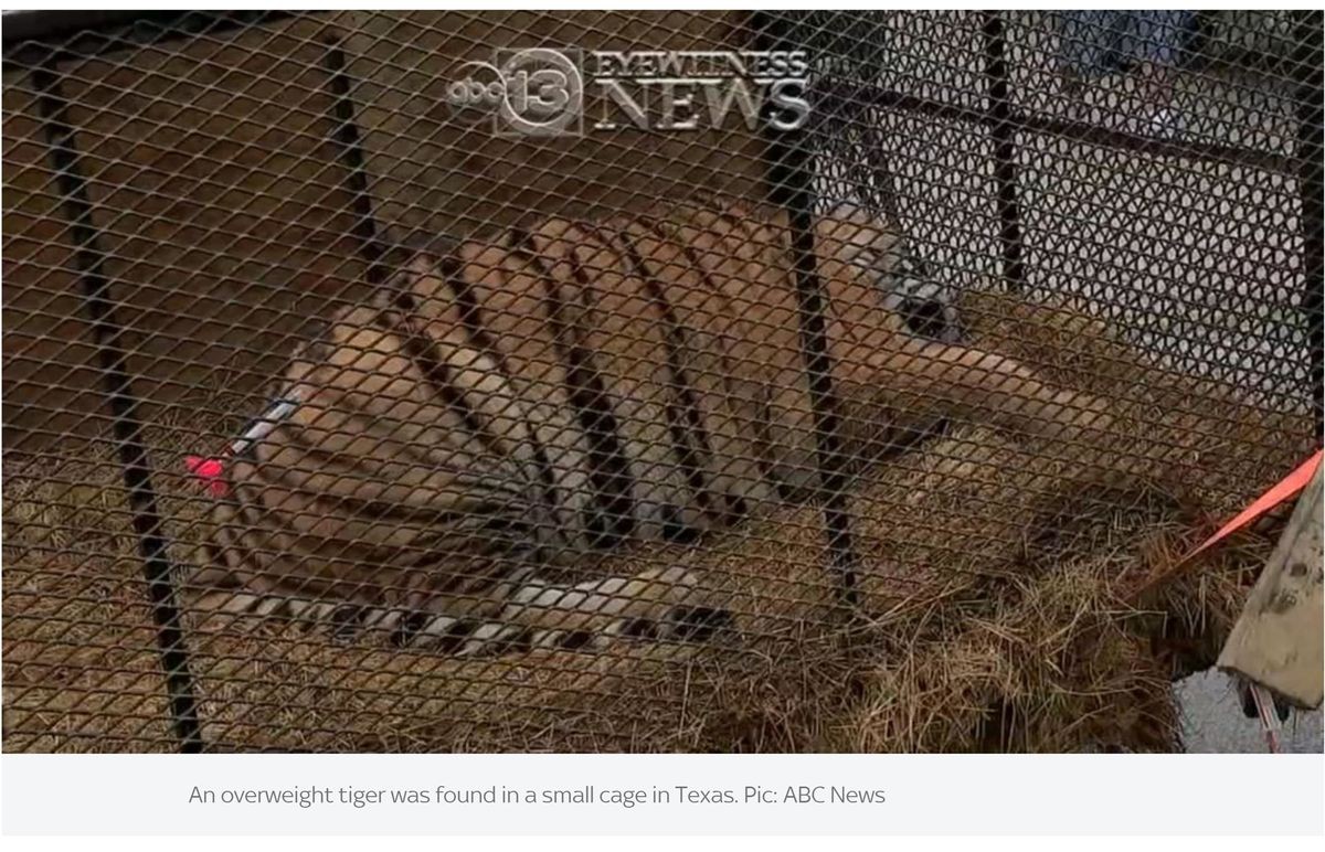 ※海外メディア「SkyNews」のスクリーンショット