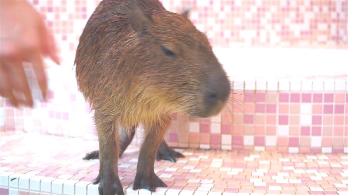 原宿かわいい動物園