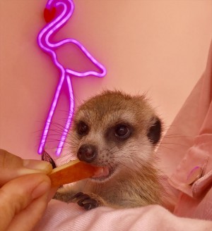 原宿かわいい動物園