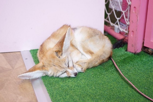 タッチOKな「原宿かわいい動物園」に潜入！　カピバラやフェネックに癒やされた～