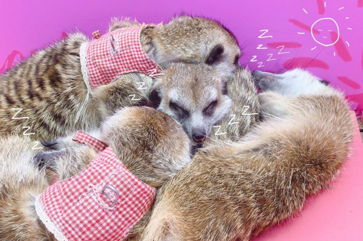 原宿かわいい動物園