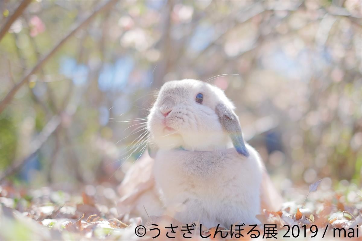 うさぎしんぼる展 2019