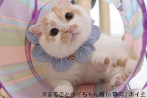 「ねこ休み展」スピンオフ企画「まるごとホイちゃん展 in 静岡」