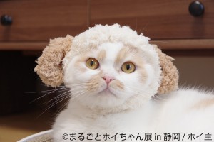 「ねこ休み展」スピンオフ企画「まるごとホイちゃん展 in 静岡」