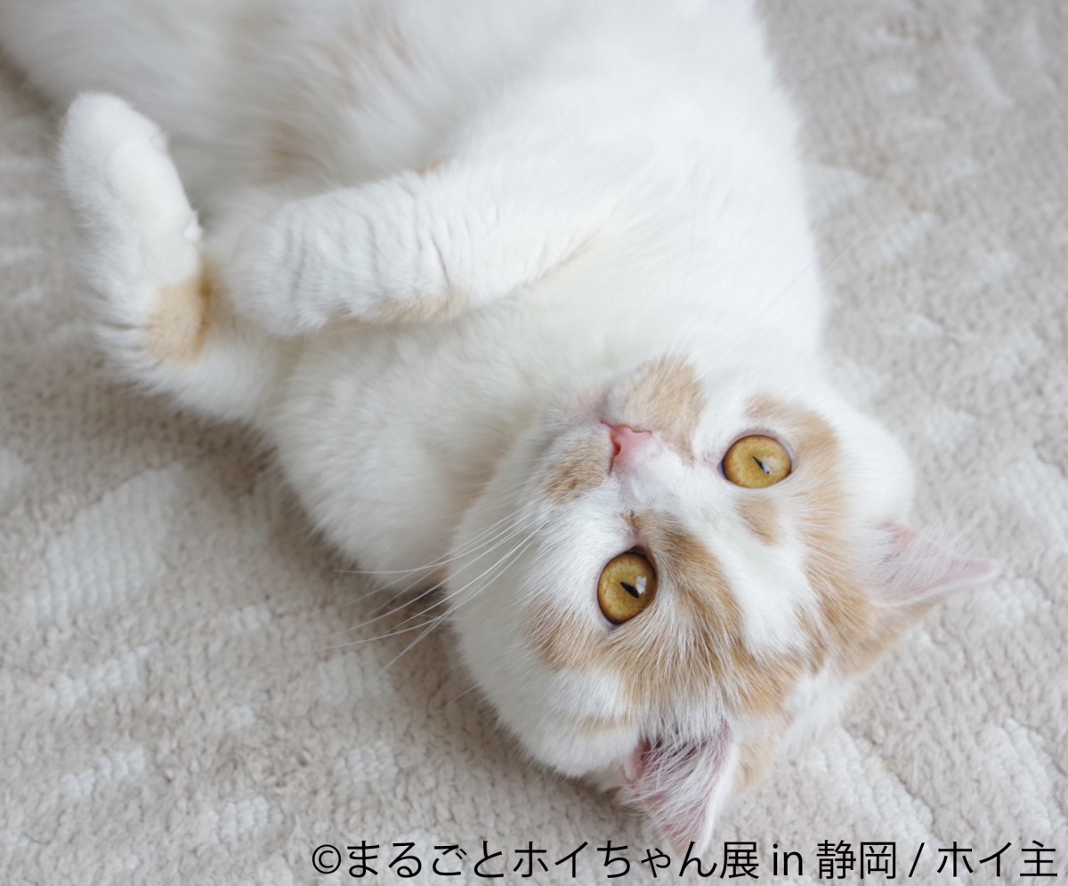 「ねこ休み展」スピンオフ企画「まるごとホイちゃん展 in 静岡」