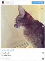 徳井の愛猫たち　※「徳井義実（チュートリアル）」インスタグラム