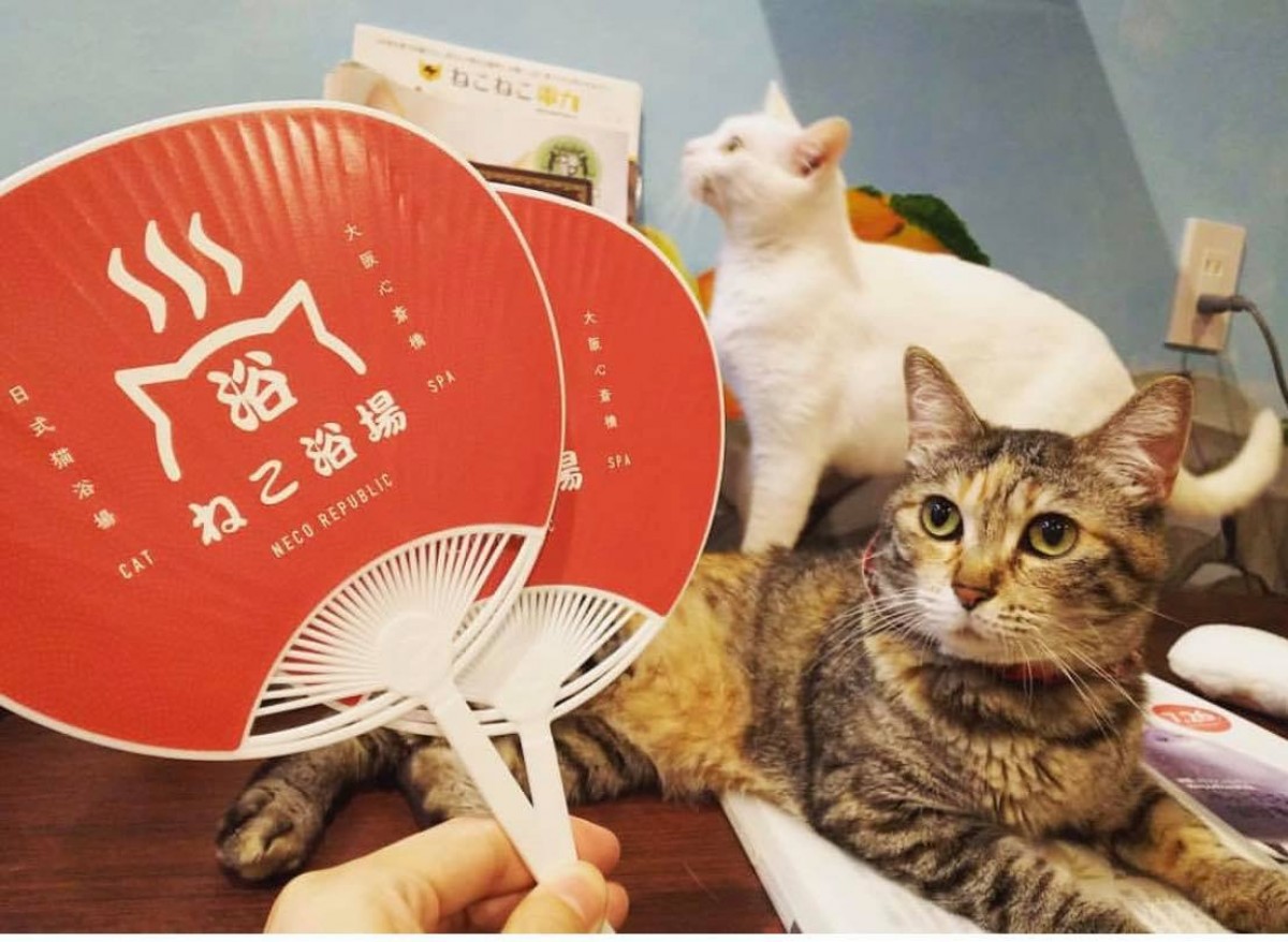 銭湯風保護猫カフェ「ねこ浴場」