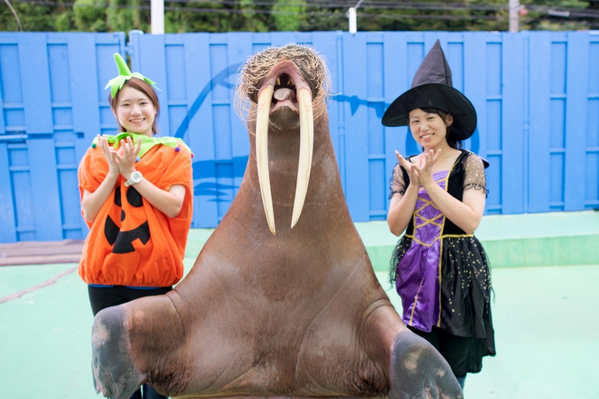 ふれあいモンスター!ハロウィンパラダイス‼