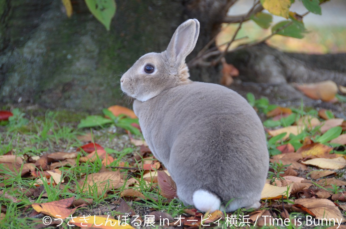 かわいいウサギの写真＆グッズが集合　「うさぎしんぼる展」横浜で開催