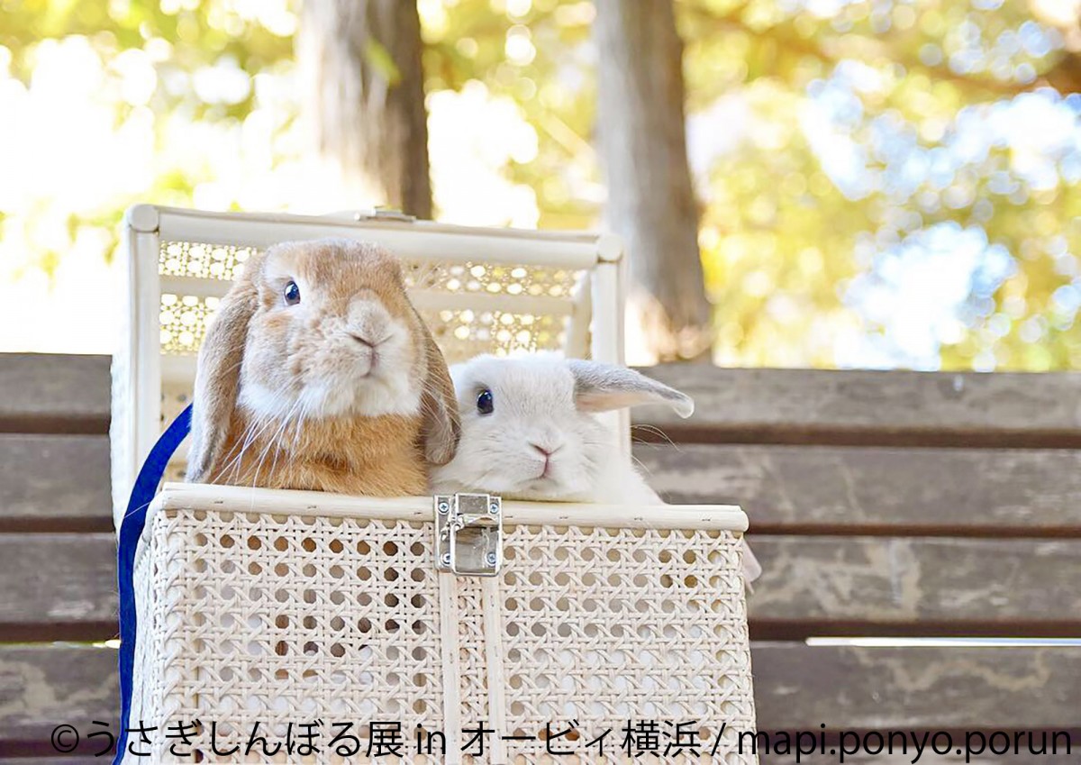 かわいいウサギの写真＆グッズが集合　「うさぎしんぼる展」横浜で開催