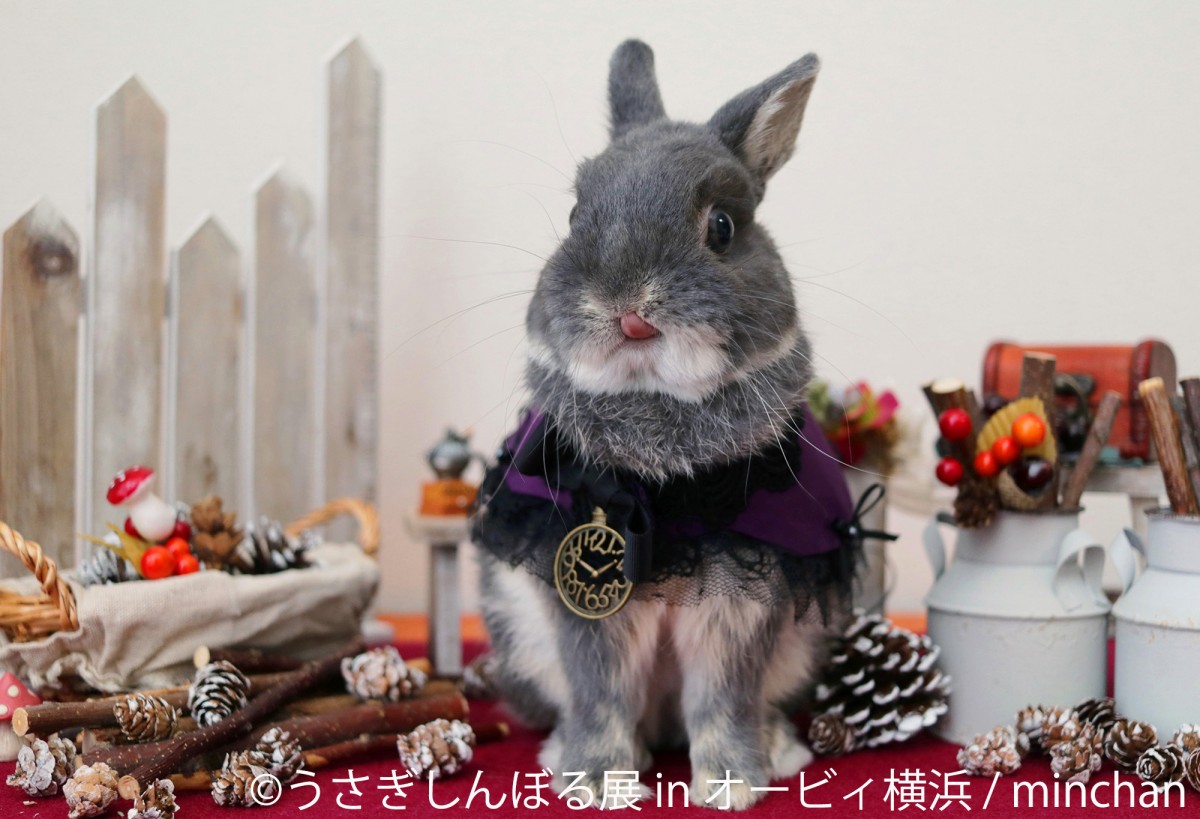 かわいいウサギの写真＆グッズが集合　「うさぎしんぼる展」横浜で開催