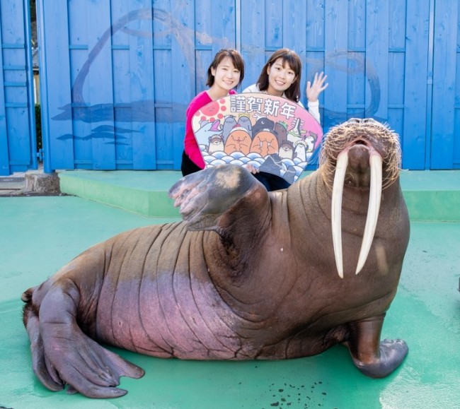 伊勢シーパラダイス、セイウチと記念写真イベ開催！　“令和2年”パネル持ったカワウソも