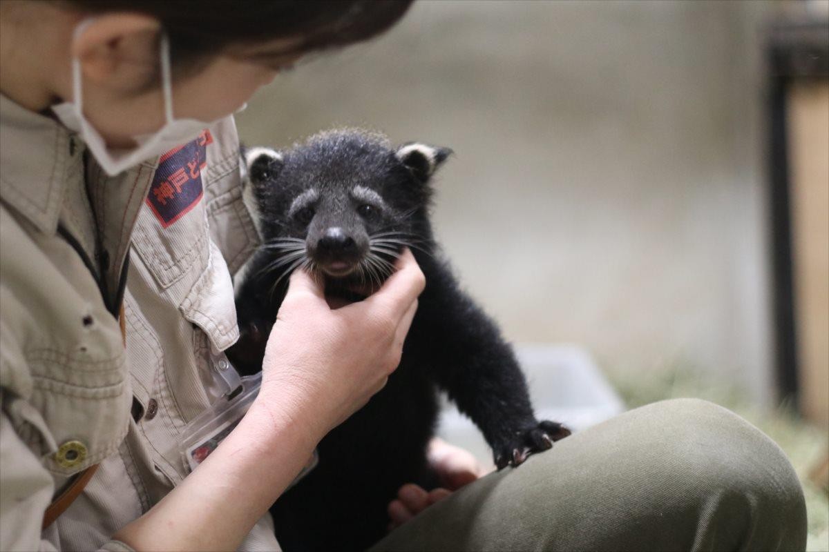 ビントロングの赤ちゃん