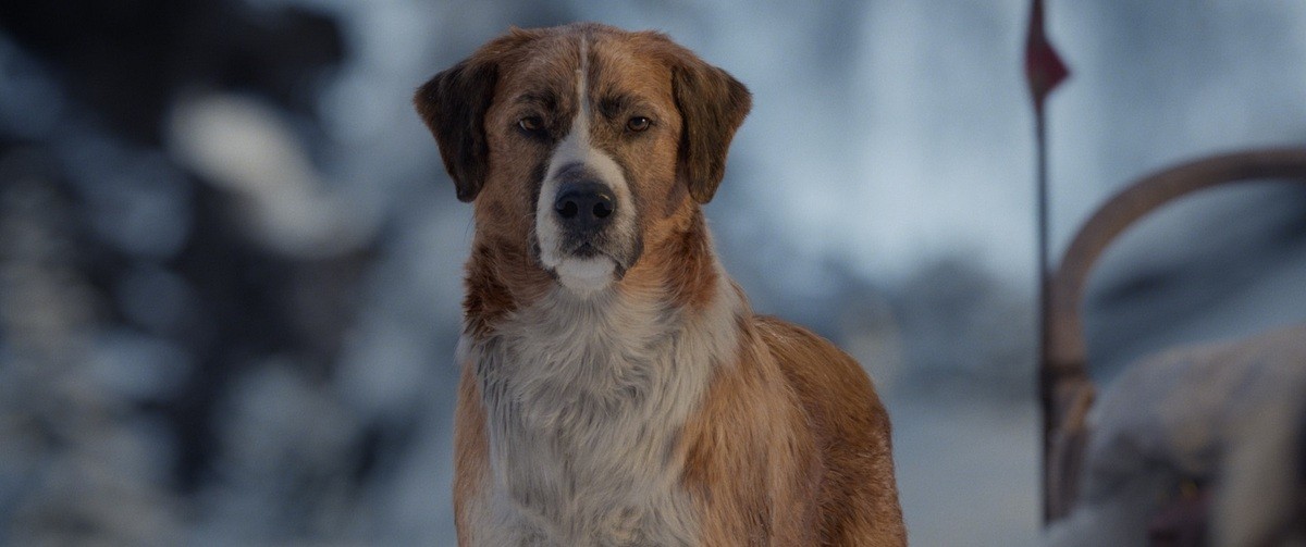 ハリソン・フォード『野性の呼び声』、名犬を演じたのは人間！ 元シルクドソレイユの体操選手