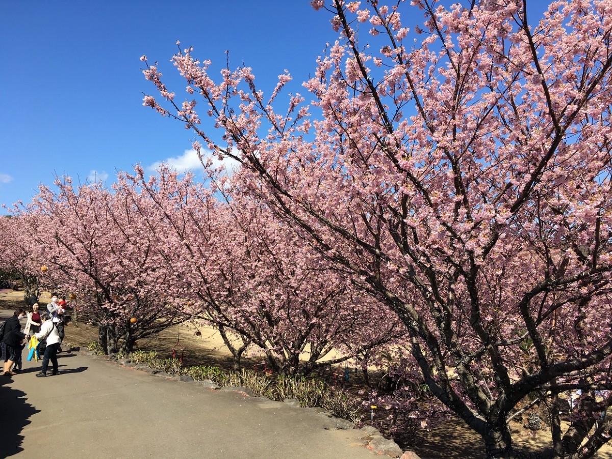 「伊豆ぐらんぱる公園」の城ケ崎桜が開花