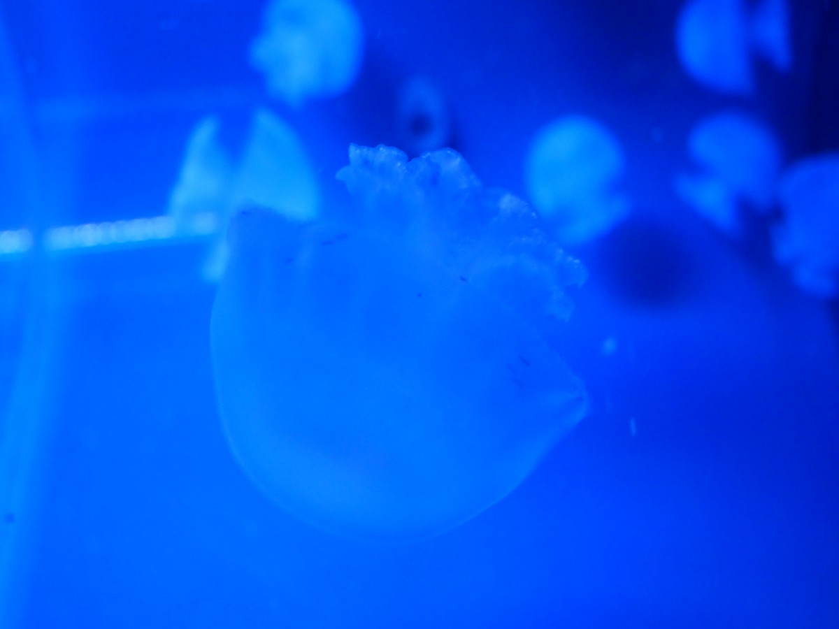 すみだ水族館 リニューアルオープン