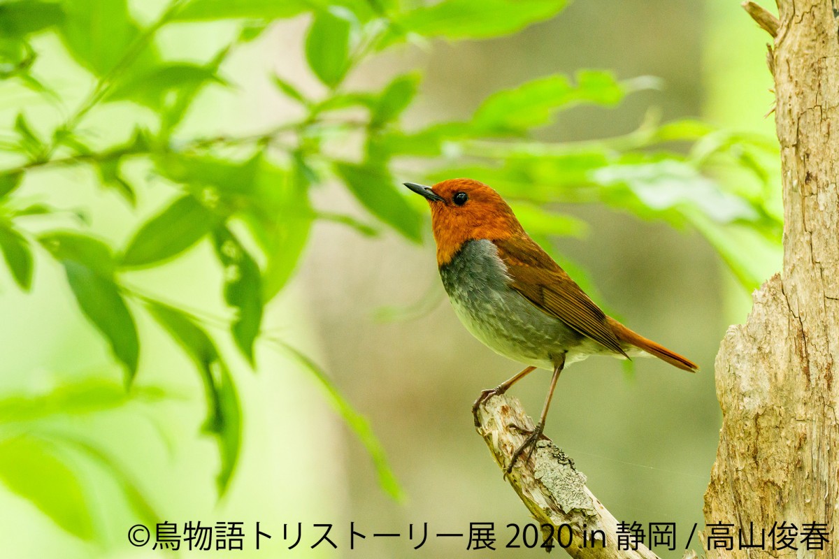 鳥物語トリストーリー展 2020 in 静岡