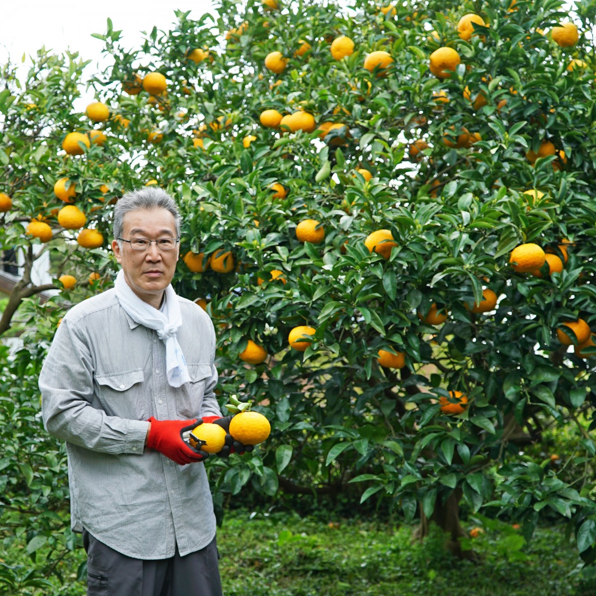 花の妖精　新作パフェ