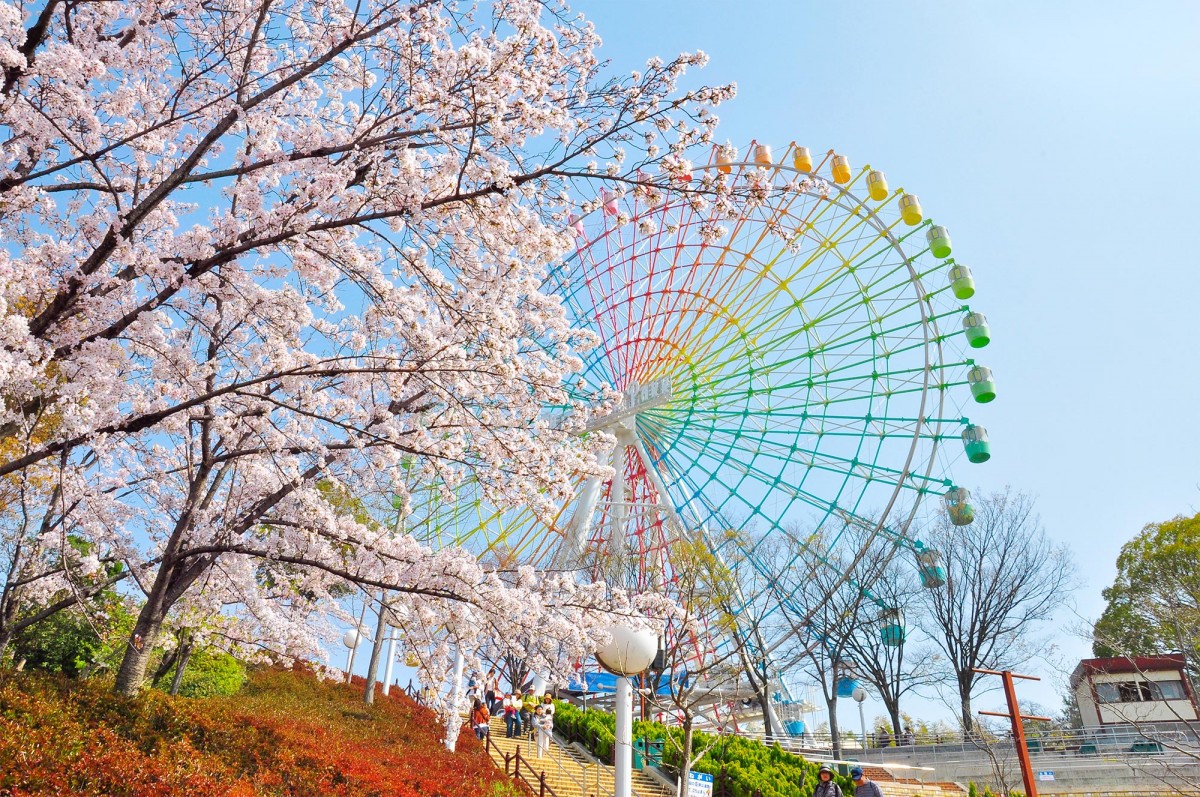 「ひらかたパーク」アトラクションから“お花見”