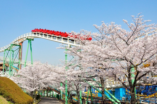 ひらかたパーク、園内の桜300本が見ごろに！　アトラクションから“お花見”が可能