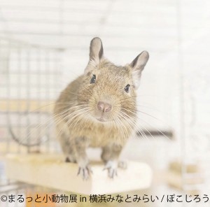 まるっと小動物展 in 横浜みなとみらい