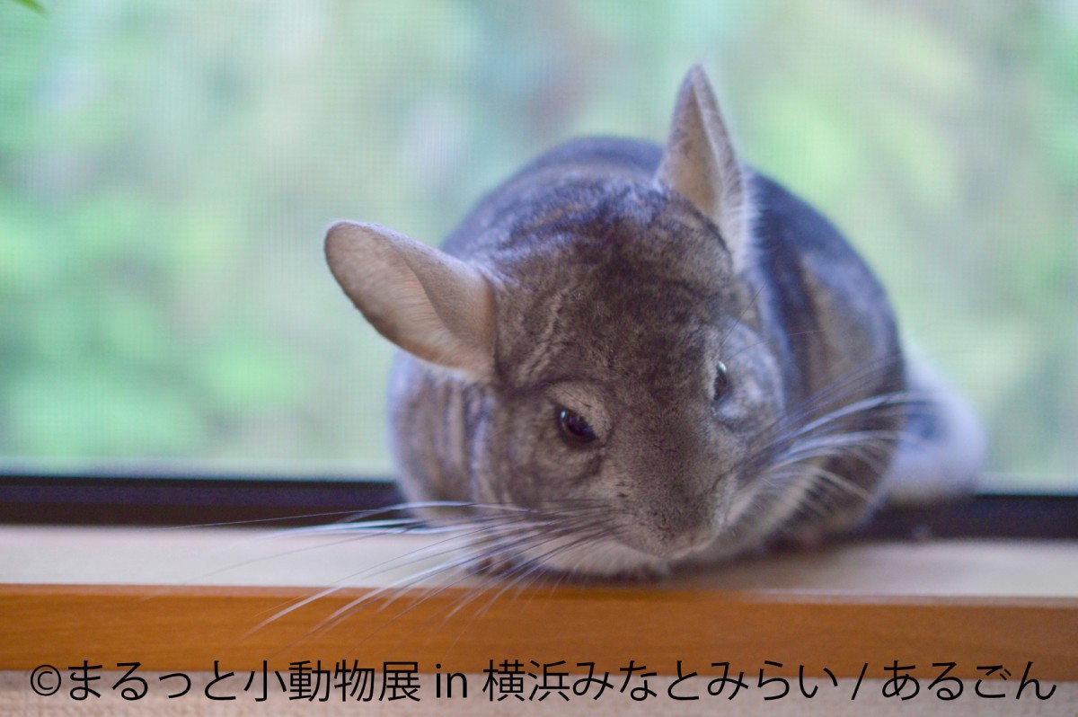 まるっと小動物展 in 横浜みなとみらい