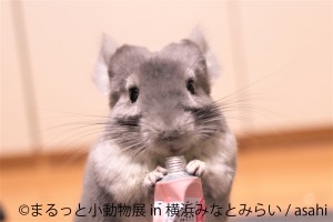 まるっと小動物展 in 横浜みなとみらい