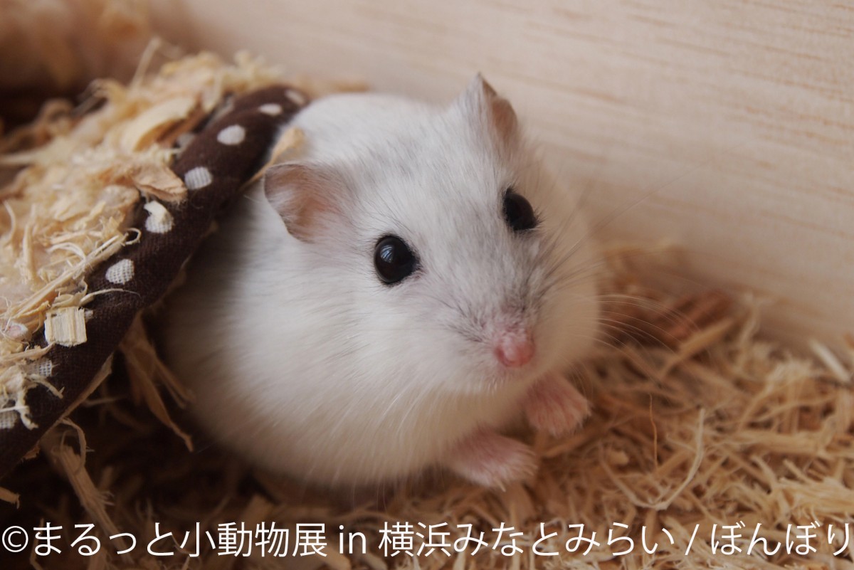 まるっと小動物展 in 横浜みなとみらい