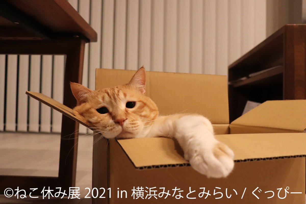 ねこ休み展 2021 in 横浜みなとみらい