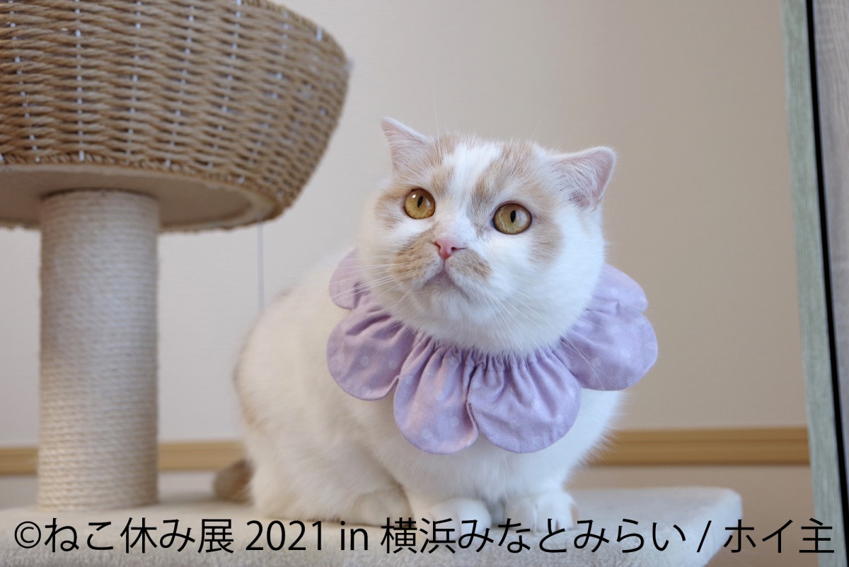 ねこ休み展 2021 in 横浜みなとみらい