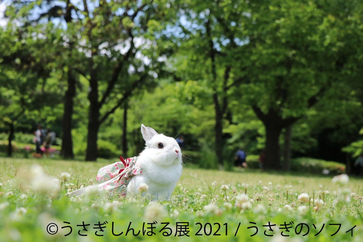 うさぎしんぼる展2021