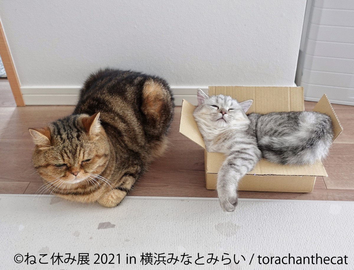 ねこ休み展 2021 in 横浜みなとみらい