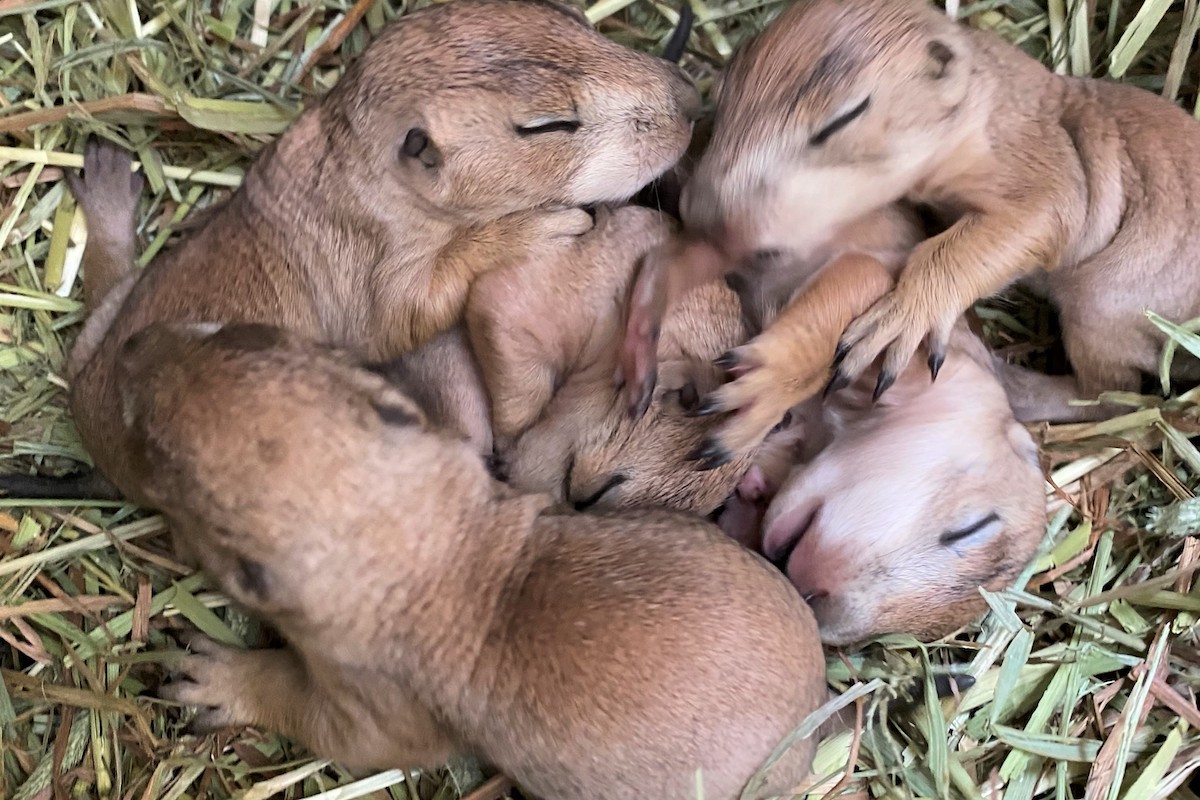 20220322_伊豆シャボテン動物公園