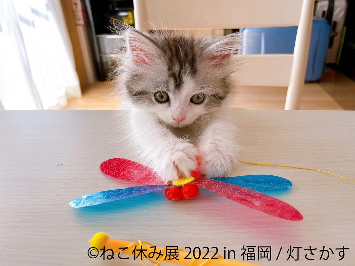 「ねこ休み展」新作展が福岡に上陸！