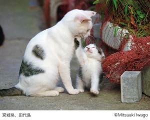 岩合光昭写真展 「こねこ」